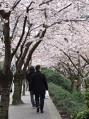 H.I.S.バンクーバー支店-バラード駅の桜 01Mar