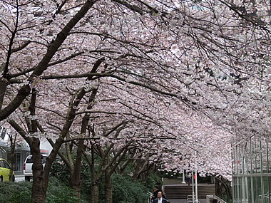 H.I.S.バンクーバー支店-バラード駅の桜 01Mar
