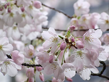 H.I.S.バンクーバー支店-バラード駅の桜 01Mar