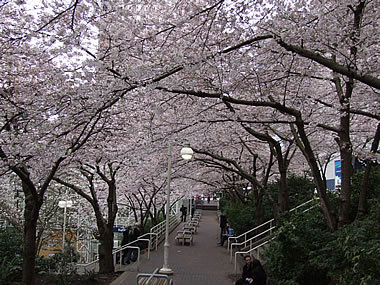 H.I.S.バンクーバー支店-バラード駅の桜 01Mar