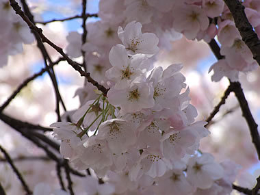 H.I.S.バンクーバー支店-バラードの桜