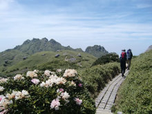 “自然を楽しむ”エコなブログ-宮之浦岳のしゃくなげの花