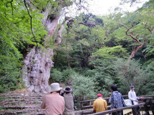 “自然を楽しむ”エコなブログ-縄文杉