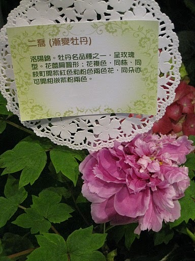 H.I.S香港支店の日記