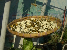 H.I.S香港支店の日記-Drying the tangerine peels under the sunlight