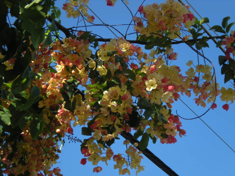 ハワイ観光ブログ ハワイの街を彩る花木