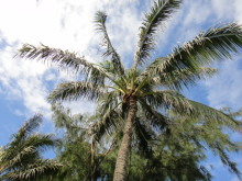 $H.I.S. ホノルル支店 ☆ LeaLeaブログ　　　　　　　　　　　　　　　　　　　　　　　ハワイのコネタ♪-椰子の木