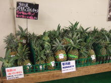 沖縄 美ら海ブログ