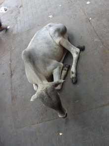 “自然を楽しむ”エコなブログ-インドの野良牛