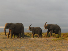 “自然を楽しむ”エコなブログ-ゾウの親子