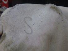 H.I.S.デリー支店（インド）