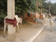 H.I.S.デリー支店（インド）