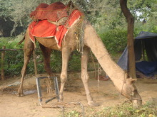 H.I.S.デリー支店（インド）