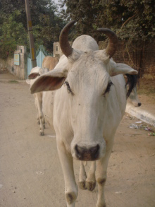 H.I.S.デリー支店（インド）