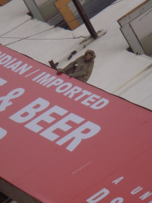 H.I.S.デリー支店(インド)