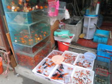 H.I.S.上海支店