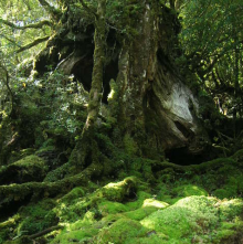 “自然を楽しむ”エコなブログ-苔の森