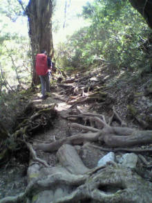 “自然を楽しむ”エコなブログ-宮之浦岳登山道