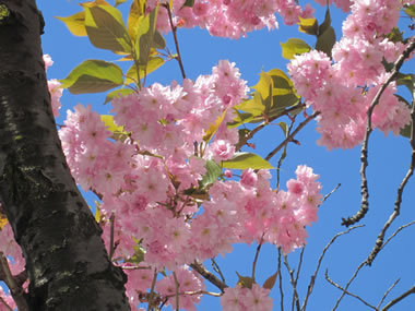 Ｈ．Ｉ．Ｓ．　バンクーバー支店-バンクーバーの桜