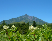 “自然を楽しむ”エコなブログ-南浜から利尻富士