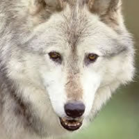“自然を楽しむ”エコなブログ-オオカミ