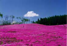 遊ＶＩＶＡ 北海道-芝桜
