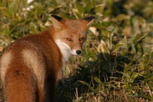 “自然を楽しむ”エコなブログ-キタキツネ