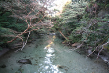 “自然を楽しむ”エコなブログ-淀川