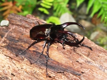 “自然を楽しむ”エコなブログ-ボルネオオオカブトムシ