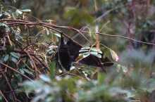 “自然を楽しむ”エコなブログ-オガサワラオオコオモリ