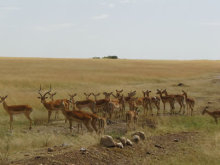 “自然を楽しむ”エコなブログ-広大なアフリカの大地