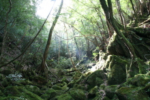 “自然を楽しむ”エコなブログ-もののけの森