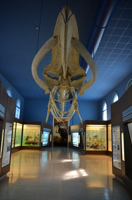 H.I.S.イタリア支店　♪カプチーノ天国♪-MUSEO_SCIENZA_07