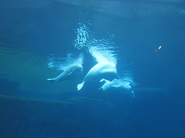 Ｈ．Ｉ．Ｓ．　バンクーバー支店-Vancouver Aquarium