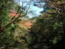 “自然を愛する”エコなブログ-屋久島紅葉