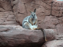 H.I.S.シドニー支店~みなと街ブログ~