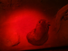 H.I.S.シドニー支店~みなと街ブログ~