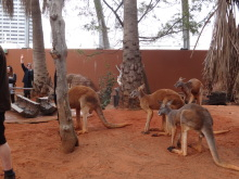 H.I.S.シドニー支店~みなと街ブログ~