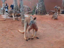 H.I.S.シドニー支店~みなと街ブログ~