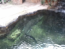 H.I.S.シドニー支店~みなと街ブログ~