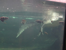 H.I.S.シドニー支店~みなと街ブログ~