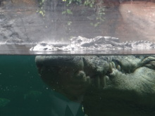 H.I.S.シドニー支店~みなと街ブログ~