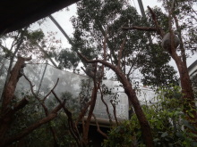 H.I.S.シドニー支店~みなと街ブログ~