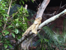 H.I.S.シドニー支店~みなと街ブログ~