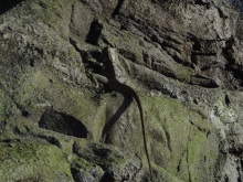 H.I.S.シドニー支店~みなと街ブログ~