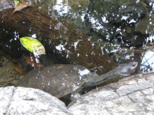 H.I.S.シドニー支店~みなと街ブログ~