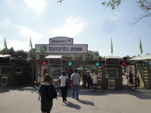 H.I.S.トロント支店  メープルライフ♪