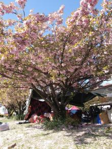 H.I.S.シドニー支店～みなと街ブログ～