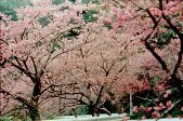沖縄 美ら海ブログ