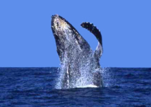 “自然を愛する”エコなブログ-ザトウクジラ